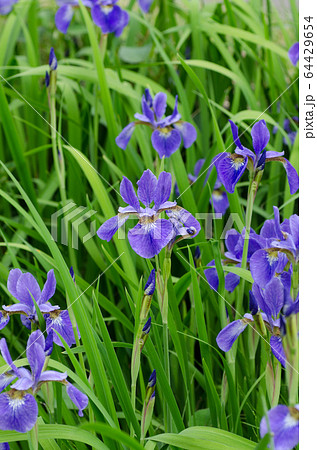 アヤメ あやめ 菖蒲 アヤメ あやめ 菖蒲 64429654