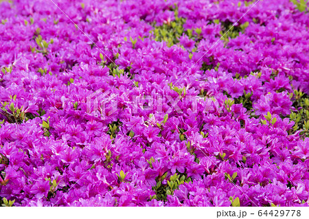 ツツジ　神奈川県立あいかわ公園 64429778