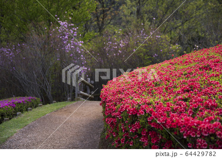 ツツジ　神奈川県立あいかわ公園 64429782