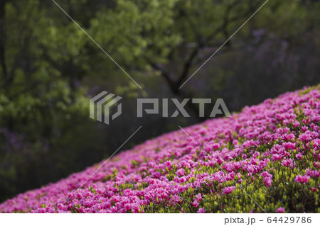 ツツジ　神奈川県立あいかわ公園 64429786