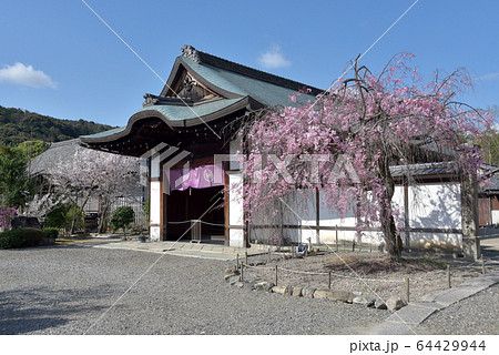 春の観修寺 大玄関 春の観修寺 大玄関 64429944