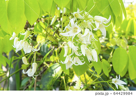 ムベの花 ムベの花 64429984