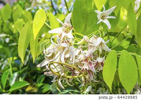 ムベの花 64429985