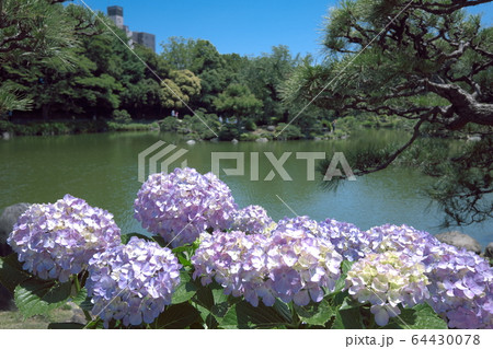 清澄庭園　紫陽花 64430078