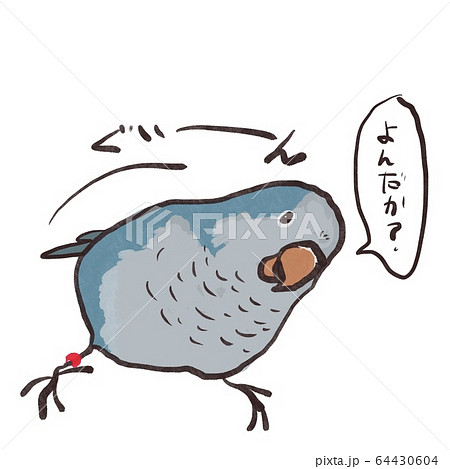 首をかしげて見つめてくるオキナインコ2 首をかしげて見つめてくるオキナインコ2 64430604