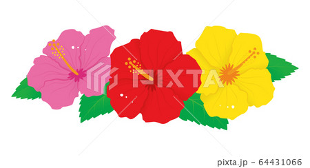 赤とピンクと黄色のハイビスカスの花のベクターイラストのイラスト素材