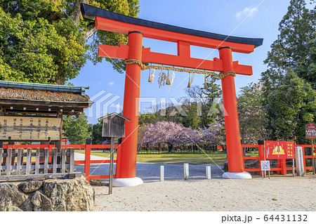 上賀茂神社 斎王桜の写真素材