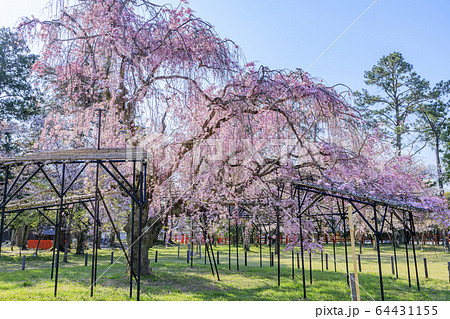 上賀茂神社 斎王桜の写真素材