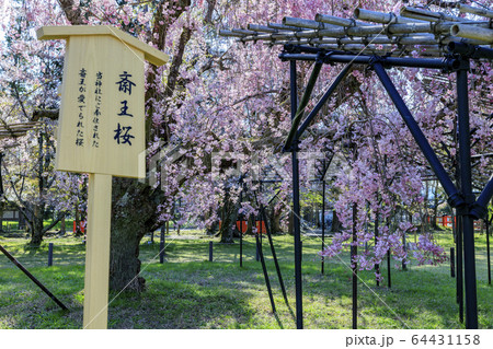上賀茂神社　斎王桜 64431158