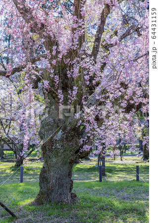 上賀茂神社　斎王桜 64431159