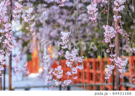 上賀茂神社 斎王桜 上賀茂神社 斎王桜 64431166