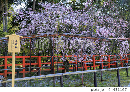 上賀茂神社　斎王桜 64431167