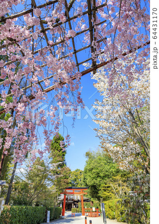 上賀茂神社　斎王桜 64431170