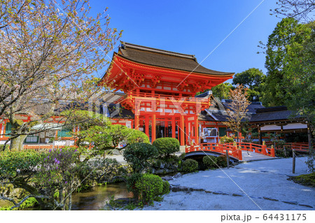 上賀茂神社　斎王桜 64431175
