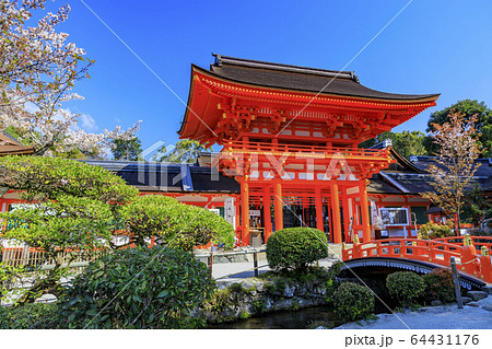 上賀茂神社 斎王桜 上賀茂神社 斎王桜 64431176