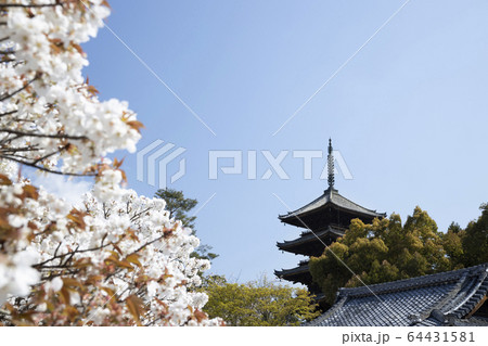 仁和寺　御室桜 64431581