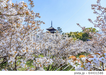 仁和寺　御室桜 64431586