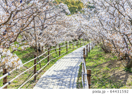 仁和寺 御室桜 仁和寺 御室桜 64431592