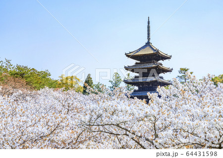 仁和寺　御室桜 64431598