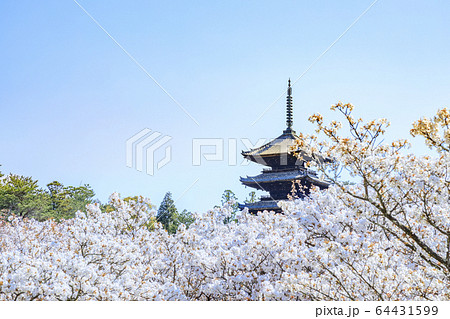 仁和寺　御室桜 64431599