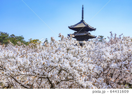 仁和寺　御室桜 64431609