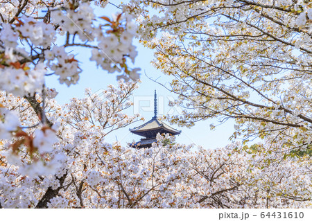 仁和寺　御室桜 64431610