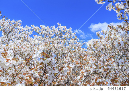 仁和寺 御室桜 仁和寺 御室桜 64431617