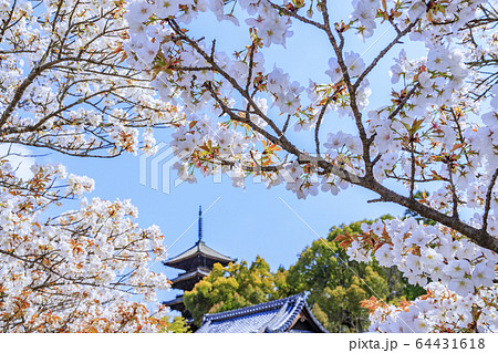 仁和寺　御室桜 64431618