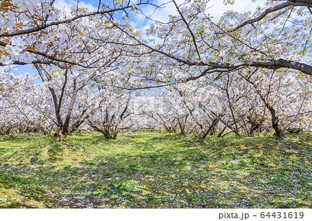 仁和寺 御室桜 仁和寺 御室桜 64431619