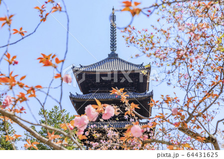 仁和寺 御室桜 仁和寺 御室桜 64431625
