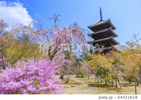 仁和寺 御室桜 仁和寺 御室桜 64431628