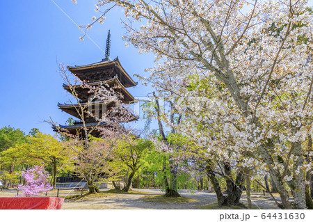 仁和寺 御室桜 仁和寺 御室桜 64431630