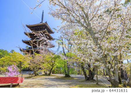 仁和寺 御室桜 仁和寺 御室桜 64431631