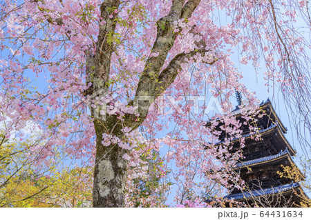 仁和寺 御室桜 仁和寺 御室桜 64431634