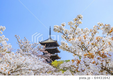 仁和寺　御室桜 64431642