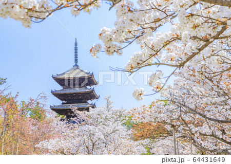 仁和寺　御室桜 64431649