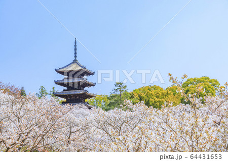 仁和寺 御室桜 仁和寺 御室桜 64431653