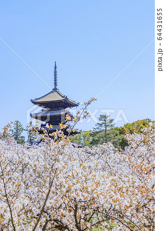 仁和寺 御室桜 仁和寺 御室桜 64431655