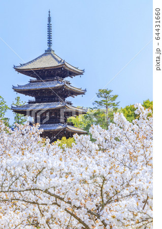 仁和寺　御室桜 64431660