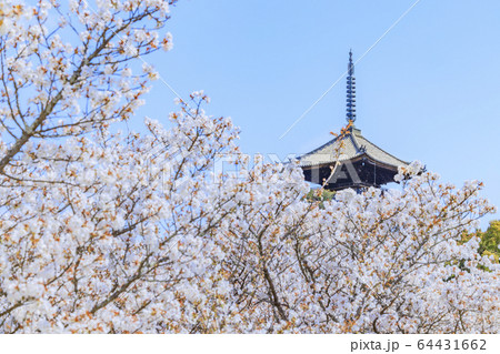 仁和寺　御室桜 64431662