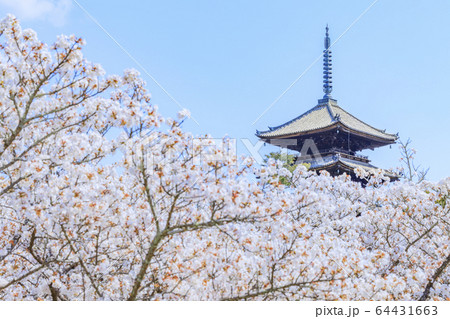 仁和寺 御室桜 仁和寺 御室桜 64431663