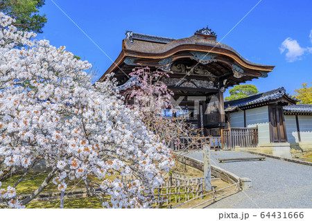仁和寺 御室桜 仁和寺 御室桜 64431666