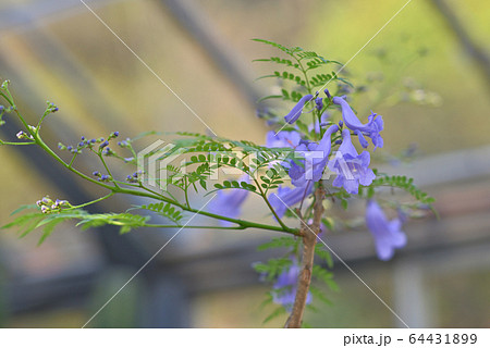 珍しかった熱帯植物キリモドキ(桐擬き)の花 珍しかった熱帯植物キリモドキ(桐擬き)の花 64431899