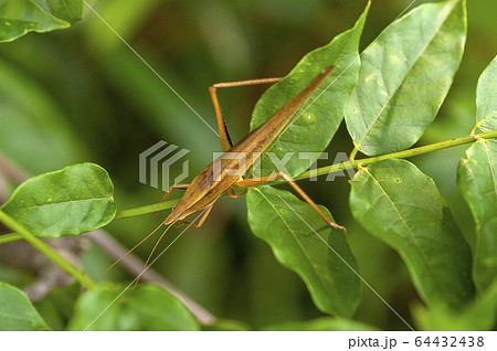 クビキリギス 64432438