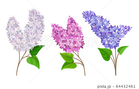 Lilac Or Syringa Flowers With Showy Blossom のイラスト素材