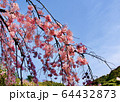 2020桜(左寄り) 64432873