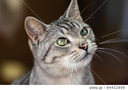 興味深々 興味深々 64432899