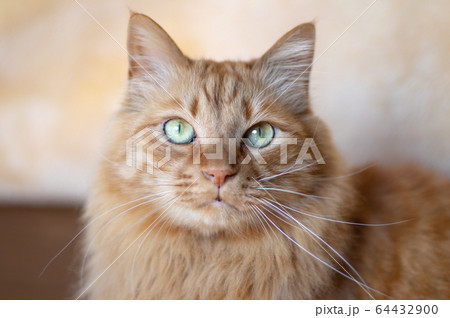 見つめる猫 64432900