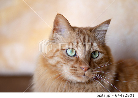 見つめる猫 64432901