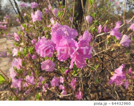 ツツジ ツツジの花 花 64432960